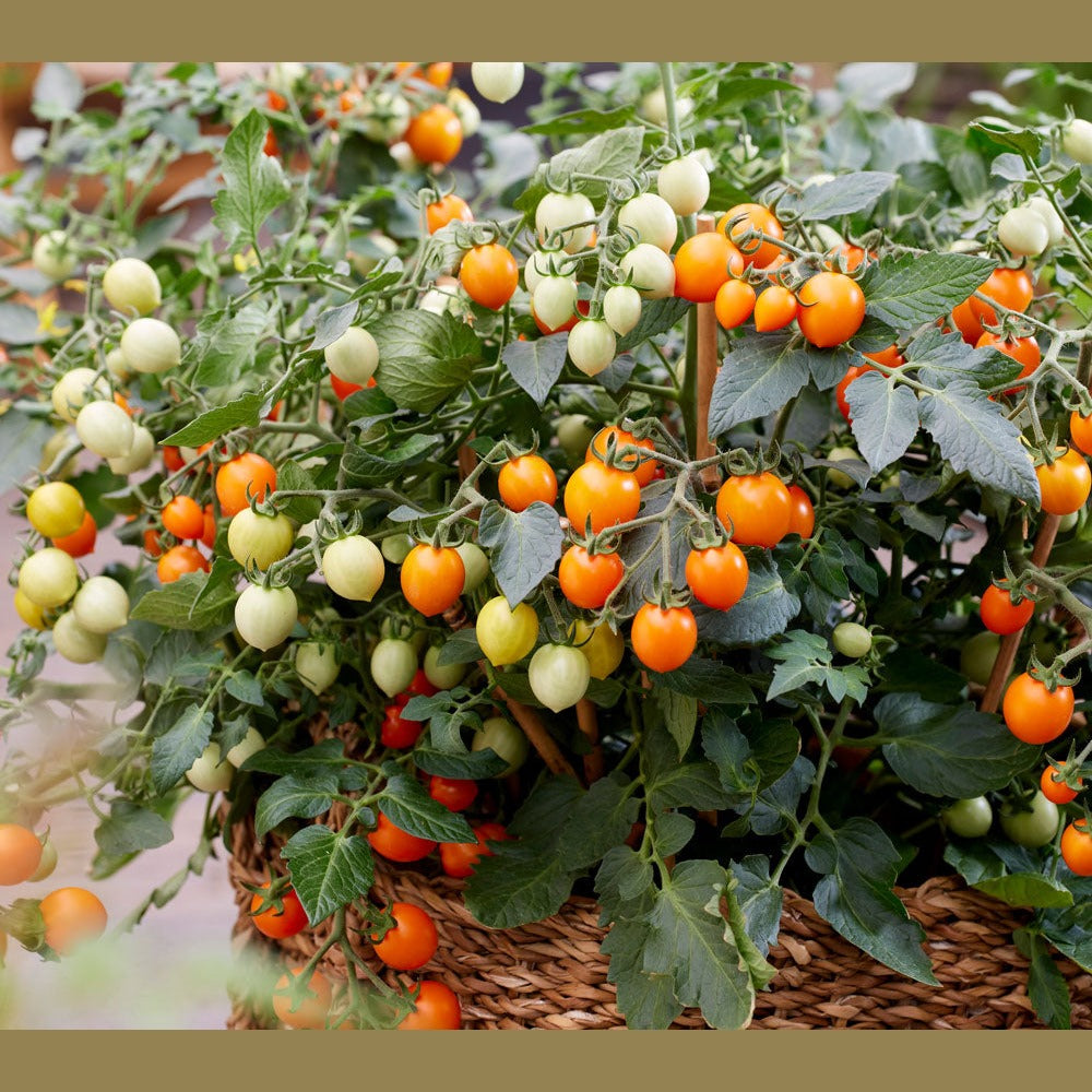 Busktomat Tiny Temptations F1 med orange tomater