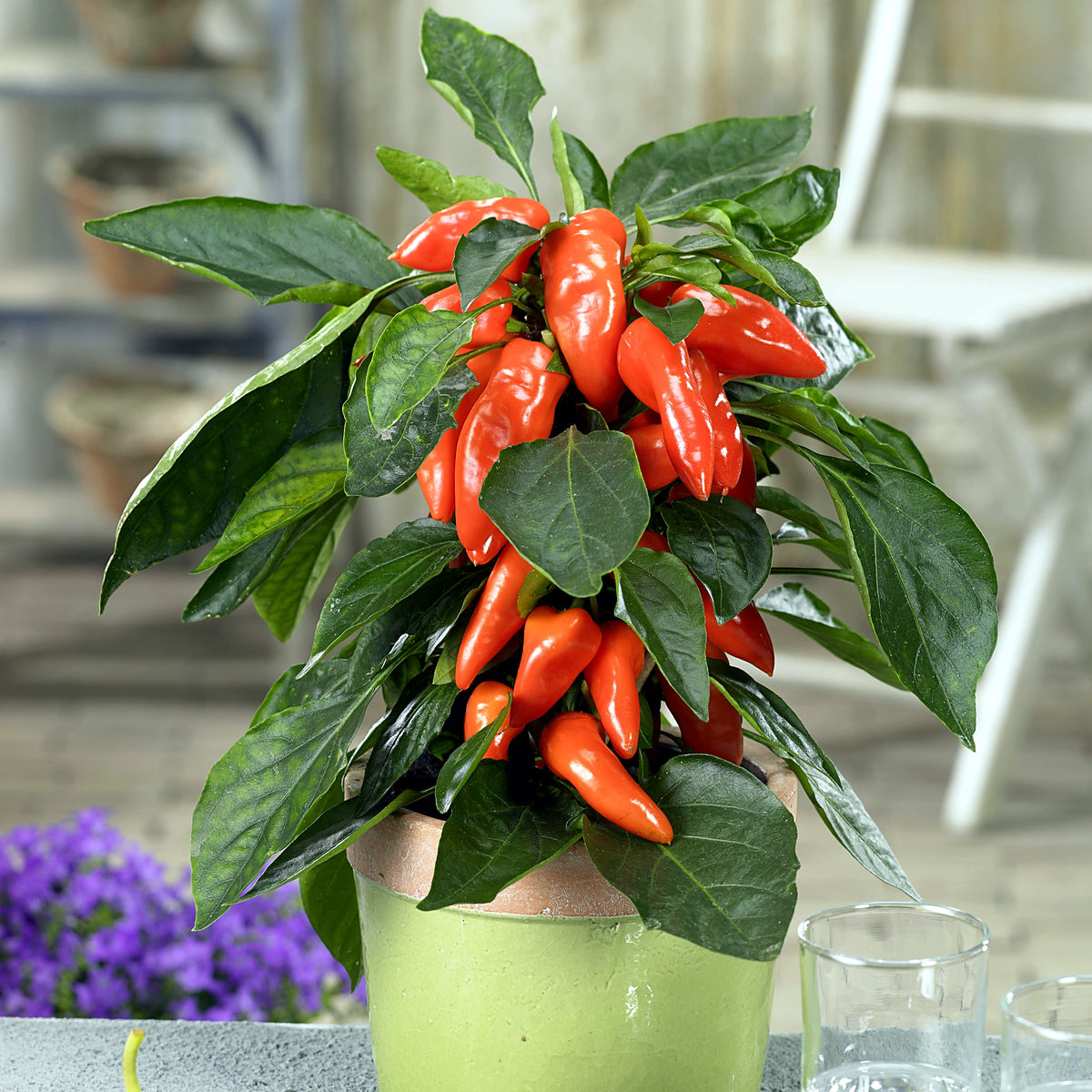 Chili Galaxy F1 Orange