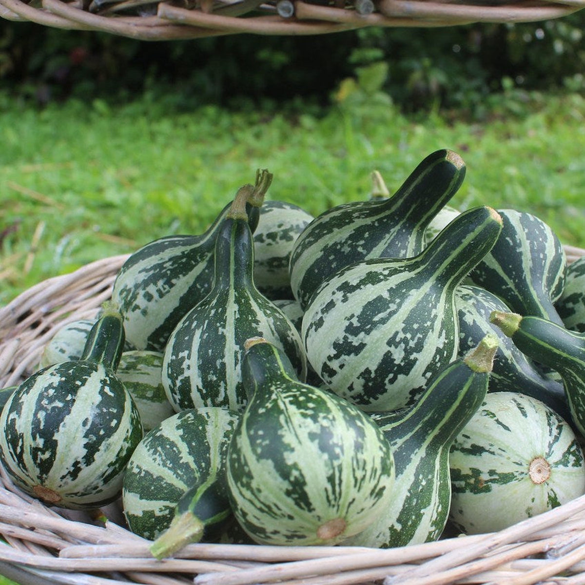 Prydnadspumpa Dancing Gourd