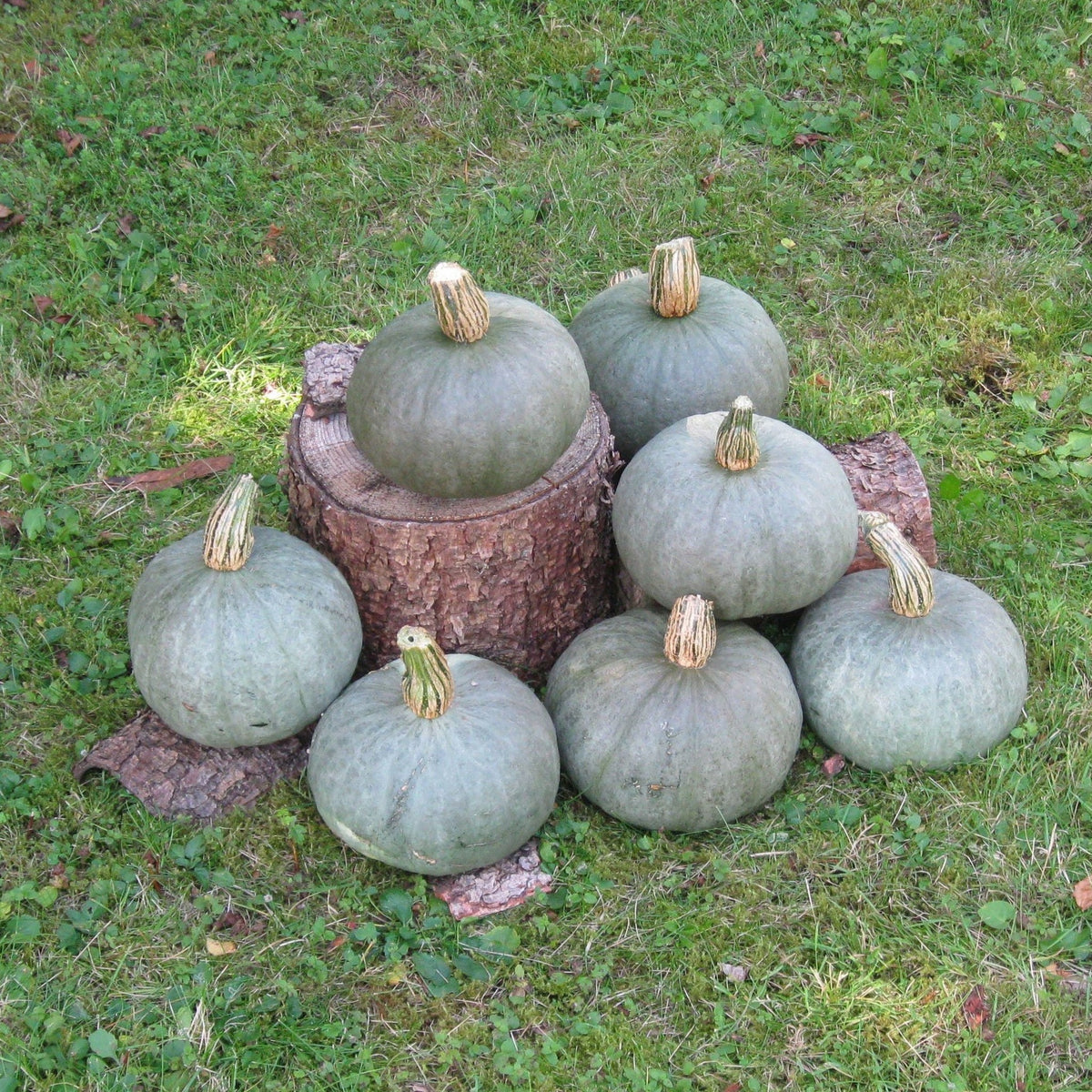 Pumpa Blue Kuri