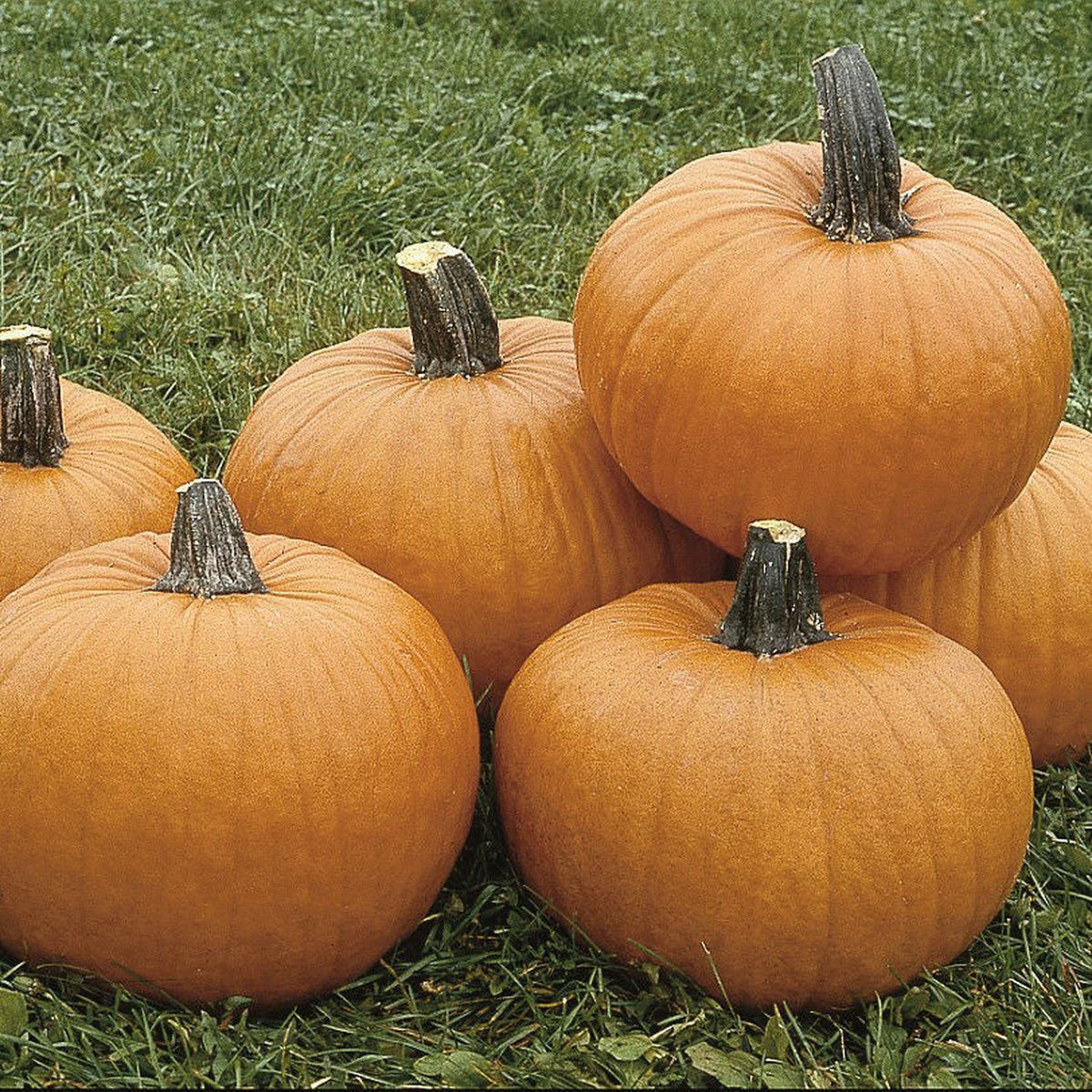 Pumpa Tom Fox