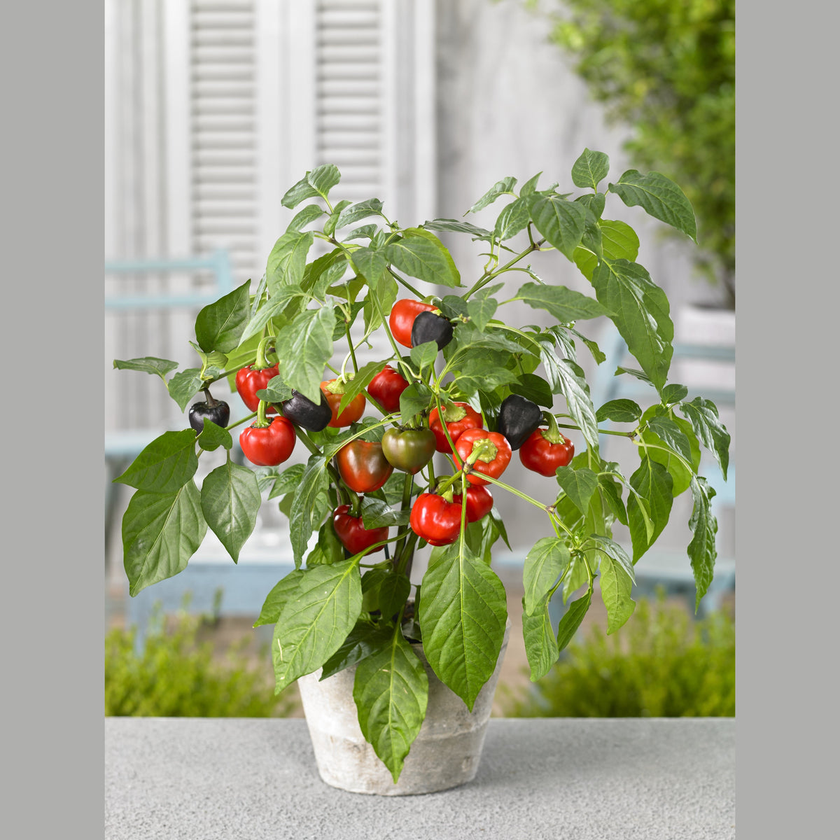 Pumpaformad röd paprika Pumpkin Pepper