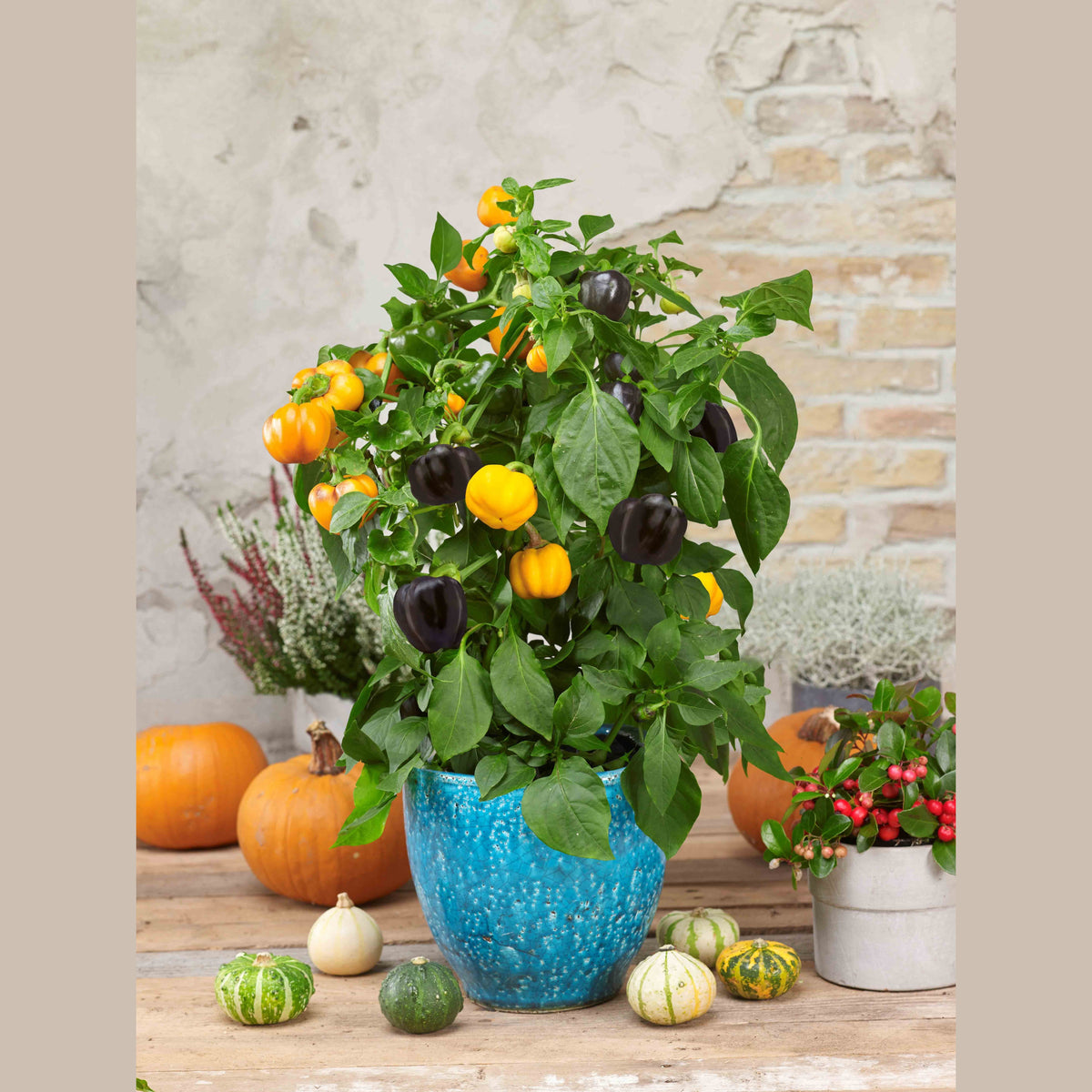 Pumpaformad orange paprika Pumpkin Pepper