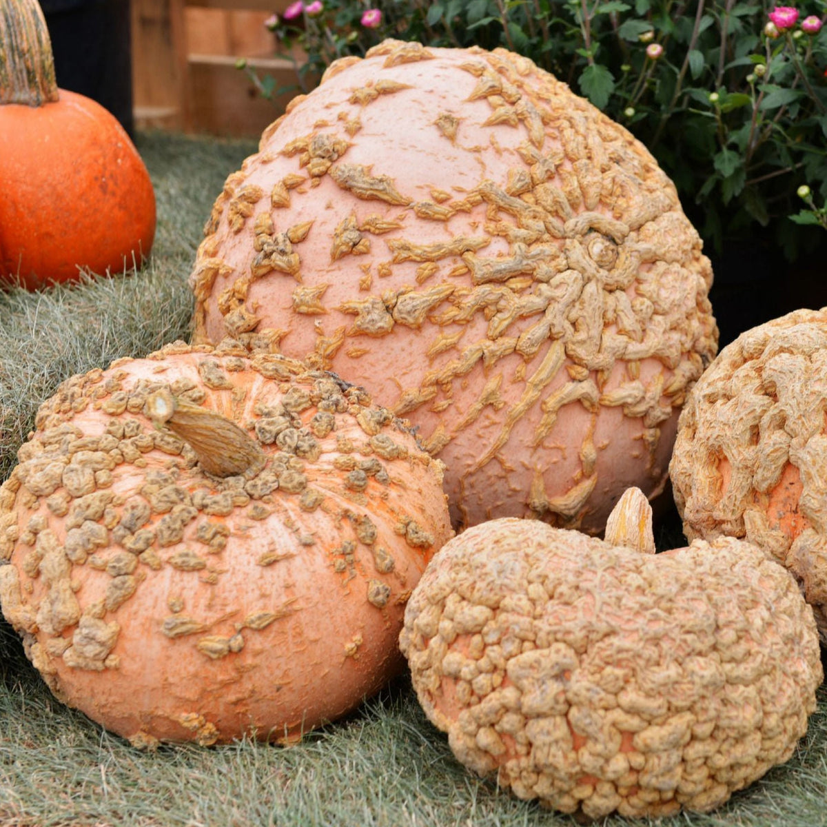 Pumpa Galeux d'Eysine