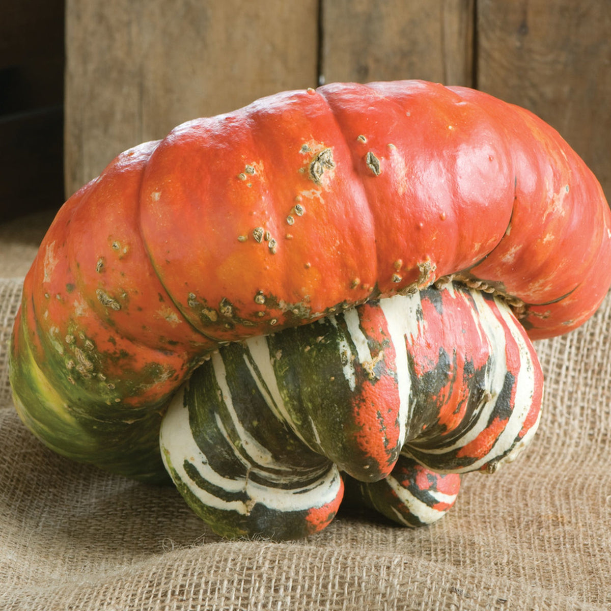 Pumpa Turks Turban