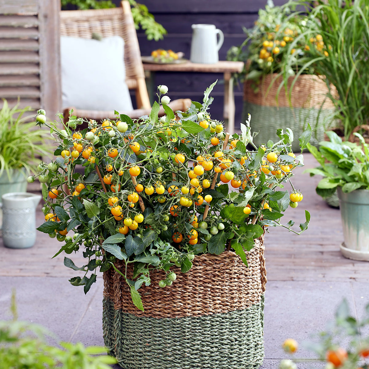 Tomat Tiny Temptations F1 Yellow